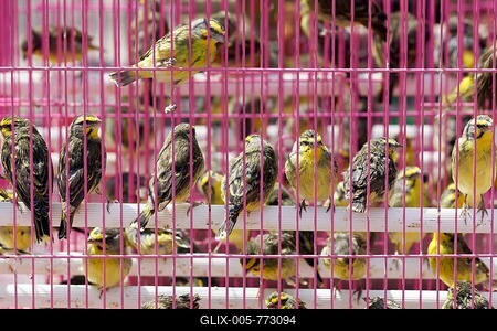 Songbirds for sale, pink cage, bird market, Yuen Po Street Bird Garden, Mong Kok, Kowloon, Hong Kong, China-stock-foto
