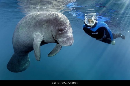 Diver observes West Indian manatee (Trichechus manatus), Three Sisters Springs, Manatee Conservation Area, Crystal River, Florida, USA-stock-foto