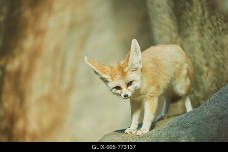 Fennec fox, or fennec (Vulpes zerda), captive, Hawaii, Aloha State, USA-stock-foto