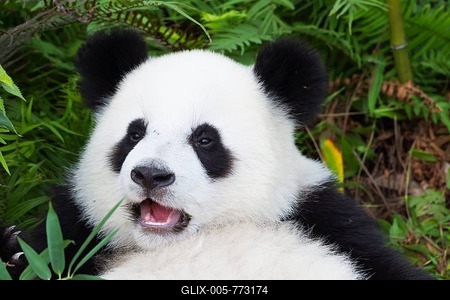 Giant Panda (Ailuropoda melanoleuca), two years, China Conservation and Research Centre for the Giant Panda, Chengdu, Sichuan, China-stock-foto
