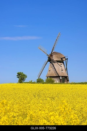Farver Mühle, Farver windmill, smock mill in flowering rape field at Wangels, municipality in district Ostholstein, Schleswig-Holstein, Germany-stock-foto