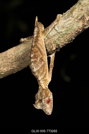 Satanic Leaf Tailed Gecko (Uroplatus phantasticus) hangs on branch, male, Andasibe National Park, Madagascar-stock-foto