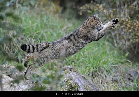 Wild Cat (Felis silvestris) jumping-stock-foto