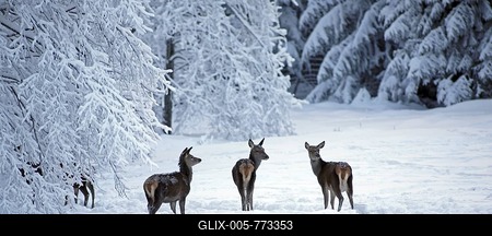 Red deer (Cervus elaphus), female, in the snow-stock-foto