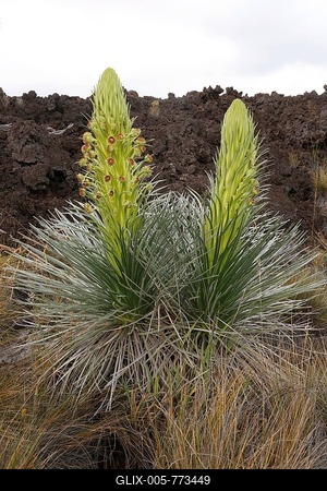 Mauna Loa Silversword (Argyroxiphium kauense), flowering, Hawaii Volcanoes National Park, Big Island, USA-stock-foto