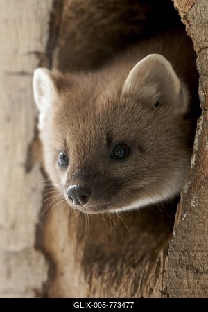 Pine marten or baum marten (Martes martes)-stock-foto