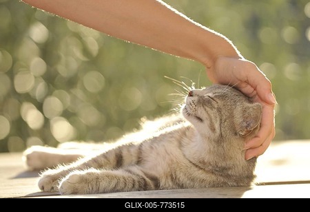 Hand stroking young gray tabby cat, cat enjoying it-stock-foto