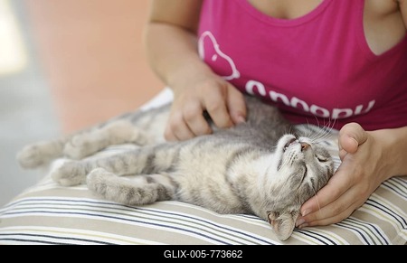 Girl stroking a cat, cat enjoying it-stock-foto