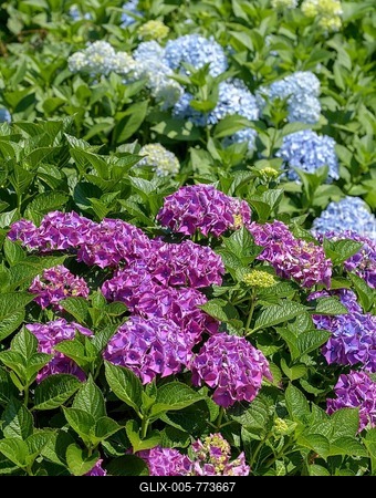 Purple flowering Hortensias (Hydrangea), Trelissick Garden, Feock, Cornwall, England, Great Britain-stock-foto