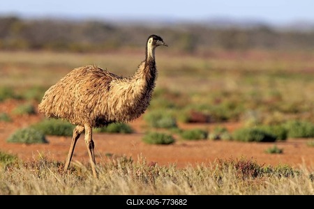 Emu (Dromaius novaehollandiae), Sturt National Park, New South Wales, Australia-stock-foto