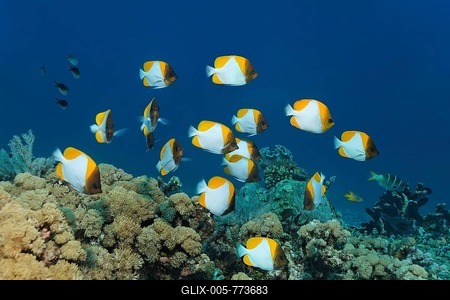 Shoal of Yellow Pyramid Butterflyfish (Hemitaurichthys polylepis) swimming above a coral reef, Great Barrier Reef, UNESCO World Heritage Site, Queensland, Cairns, Australia, Pacific Ocean-stock-foto