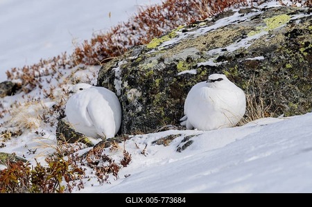 Ptarmigans (Lagopus muta) sitting in snow, female and male in winter plumage, Tyrol, Austria-stock-foto