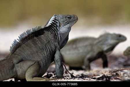 The & Rock Iguana (Cyclura carinata) Turks and Caicos Islands Bahamas Caribbean-stock-foto