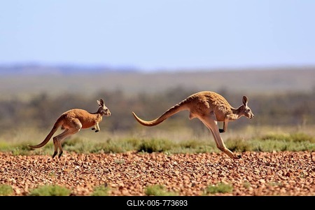 Red Kangaroo (Macropus rufus) jumping adult female and young, Tibooburra, Sturt National Park, New South Wales, Australia-stock-foto