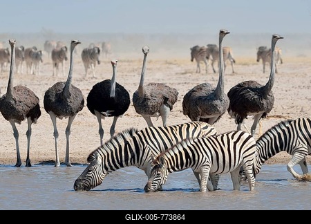 Burchell's zebras (Equus quagga burchellii) drinking with common ostriches (Struthio camelus) at a waterhole, Etosha National Park, Namibia-stock-foto