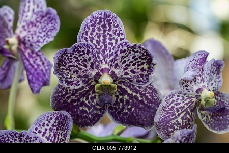 Purple orchid (Phalaenopsis), orchid house on Mainau island, Baden-Württemberg, Germany-stock-foto