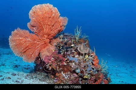Large coral block with different corals and sponges, sea fans, sandy bottom, Great Barrier Reef, UNESCO World Heritage Site, Queensland, Cairns, Australia, Pacific Ocean-stock-foto