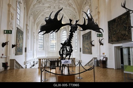 Megaloceros skeleton, Deutsches Jagd- und Fischereimuseum (German Hunting and Fishing Museum), Munich, Bavaria, Germany-stock-foto