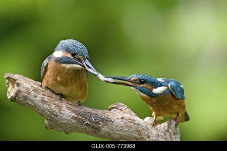 Two Common or European Kingfishers (Alcedo atthis) perched on a branch fighting over a fish, Oberpleis, North Rhine-Westphalia, Germany, Europe-stock-foto