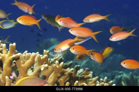 Coloured reef perches in a coral reef, Indonesia.-stock-foto