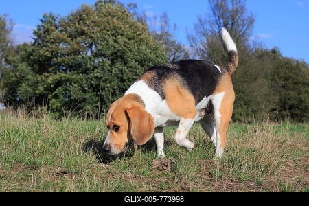 Beagle, 3 years, running across the meadow and sniffing, North Rhine-Westphalia, Germany-stock-foto
