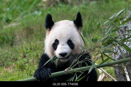 Giant Panda (Ailuropoda melanoleuca), adult, China Conservation and Research Centre for the Giant Panda, Chengdu, Sichuan, China-stock-foto