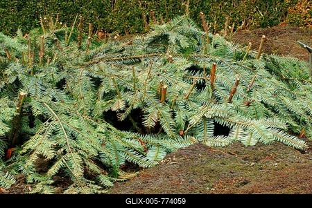 Winter protection for roses, covering with fir branches-stock-foto