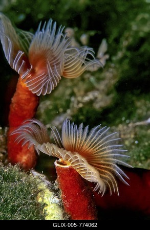 Red Tube Worm, Calcereous Tubeworm (Serpula vermicularis), Mediterranean Sea-stock-foto