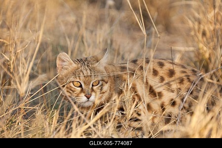 Black-footed Cat (Felis nigripes), listed as vulnerable species, captive, Harnas Wildlife Foundation, Namibia-stock-foto