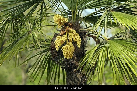 Chinese Windmill Palm or Chusan Palm (Trachycarpus fortunei), in bloom-stock-foto