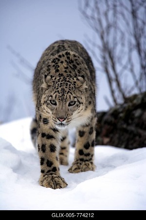 Snow Leopard, Uncia uncia, Asia, adult, walking, walk, snow, winter, vertical, leopard, leopards, cat, cats, predator, predators, carnivore, carnivores, beast of prey, beasts of prey, mammal, mammals, animal, animals, wild, wildlife, outdoor, outdoors, outside, endangered species, color, colour-stock-foto