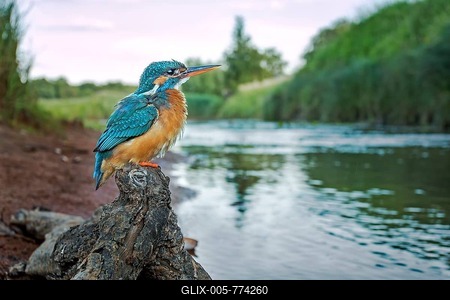 Kingfisher (Alcedo atthis), female, in its habitat, on perch, Middle Elbe, Saxony-Anhalt, Germany-stock-foto
