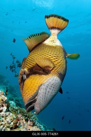 Giant Triggerfish or Titan Triggerfish (Balistoides viridescens) feeding on a coral reef, Great Barrier Reef, UNESCO World Heritage Site, Queensland, Cairns, Australia, Pacific Ocean-stock-foto