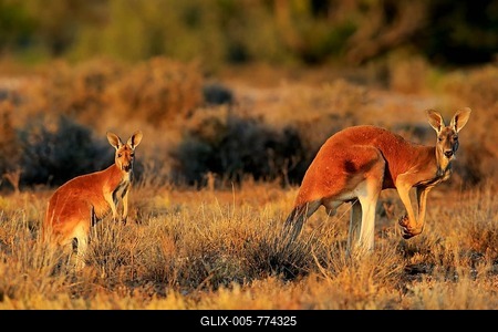 Red kangaroos (Macropus rufus), male with young animal, watchful, Sturt National Park, New South Wales, Australia-stock-foto