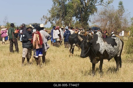 Zebu market, Morondava, Madagascar, Africa-stock-foto