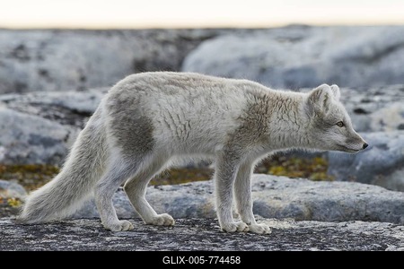 Arctic fox (Vulpes lagopus) in summer coat, Svalbard, Norway-stock-foto