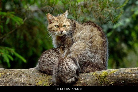 European Wildcat (Felis silvestris silvestris), female suckling her kittens, Langenberg, Langnau, Switzerland-stock-foto