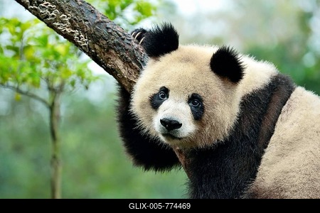 Giant Panda (Ailuropoda melanoleuca) perched on a tree, captive, Chengdu Research Base of Giant Panda Breeding or Chengdu Panda Base, Chengdu, Sichuan, China-stock-foto