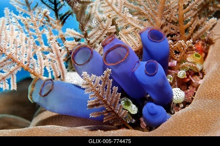 Blue club tunicate (Rhopalaea crassa) and Stinging hydroid (Aglaophenia cupressina), Great Barrier Reef, Queensland, Cairns, Pacific Ocean, Australia-stock-foto