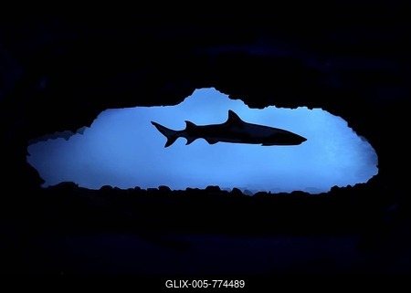 Whitetip reef shark (Triaenodon obesus) in a cave, Cebu, Visayas, Philippines, Southeast Asia, Asia-stock-foto