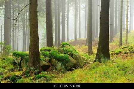 Spruce forest with mossy boulders in the mist, Harz National Park, Saxony-Anhalt, Germany-stock-foto