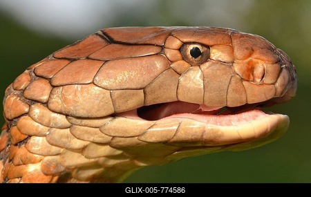 King Cobra (Ophiophagus hannah), animal portrait, Malaysia-stock-foto