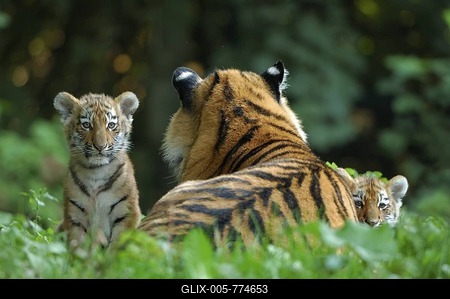 Siberian, Amur Tiger, (Panthera tigris altaica), female with two cubs-stock-foto