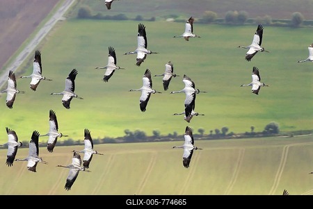 Aerial view, Cranes (Grus grus) in flight, Zarrentin, Mecklenburg-Western Pomerania, Germany-stock-foto