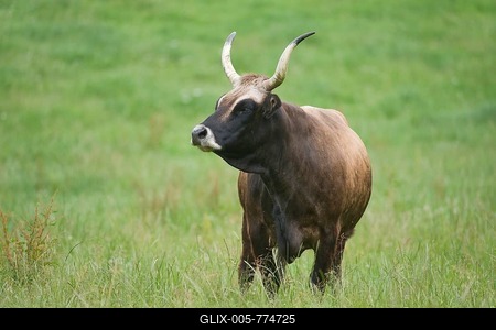 Heck cattle, backbreed, Breeding back, Aurochs (Bos primigenius), captive, Bavaria, Germany-stock-foto