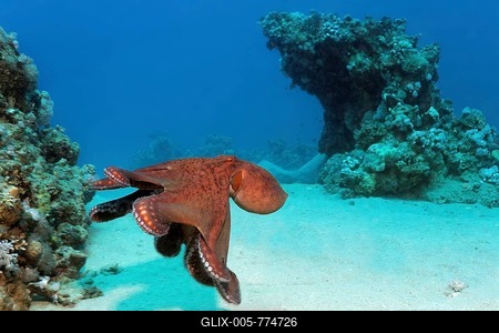 Big Blue Octopus (Octopus cyanea), Makadi Baya, Red Sea, Hurghada, Egypt-stock-foto