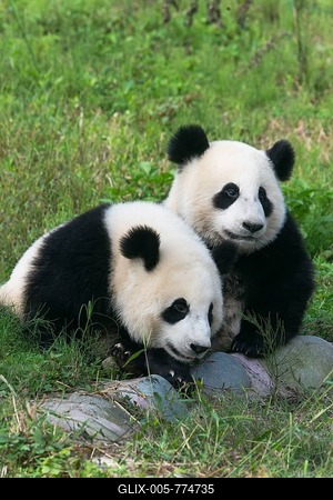 Two Giant Pandas (Ailuropoda melanoleuca), two years, China Conservation and Research Centre for the Giant Panda, Chengdu, Sichuan, China-stock-foto