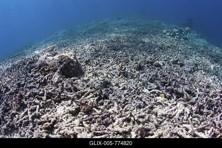A coral reef destroyed by storm, Indonesia.-stock-foto