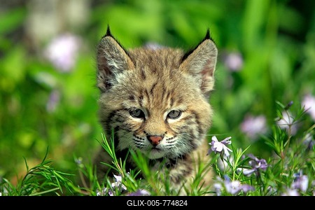 Bobcat (Lynx rufus), kitten, eight weeks, on a flower meadow, portrait, Montana, United States-stock-foto