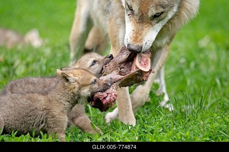 Gray wolf (Canis lupus) with cubs-stock-foto